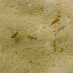 Lepomis aquilensis