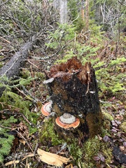 Fomitopsis mounceae