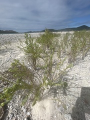 Euphorbia mesembryanthemifolia