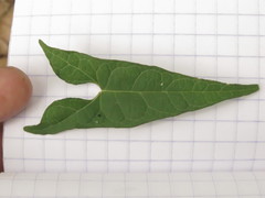 Ipomoea elongata