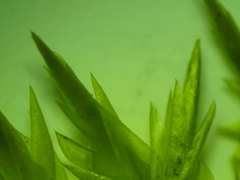 Calliergonella cuspidata