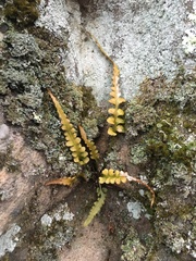 Asplenium pinnatifidum