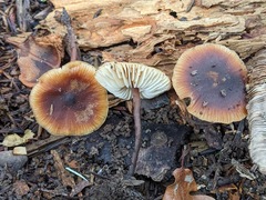 Macrocystidia cucumis