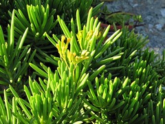 Kleinia barbertonica image