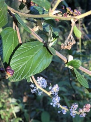 Ceanothus caeruleus