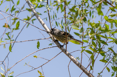 Anairetes parulus parulus