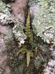 Asplenium pinnatifidum