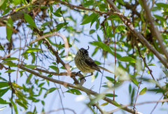 Anairetes parulus parulus