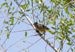 Anairetes parulus parulus