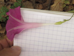 Ipomoea elongata
