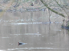 Tachybaptus ruficollis