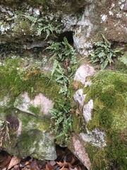 Asplenium pinnatifidum