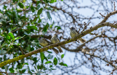 Anairetes parulus parulus