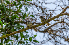 Anairetes parulus parulus