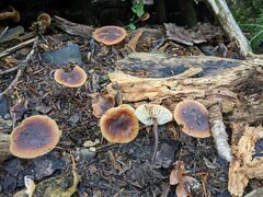 Macrocystidia cucumis