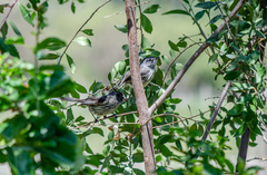 Anairetes parulus parulus