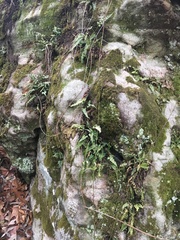 Asplenium pinnatifidum