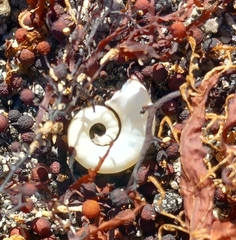 Spirula spirula