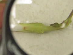 Ipomoea elongata