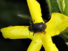 Eumolpinae