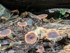 Macrocystidia cucumis