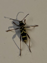 Clytus arietis