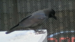 Corvus macrorhynchos