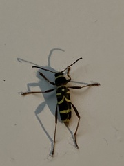 Clytus arietis
