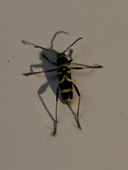 Clytus arietis