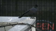 Corvus macrorhynchos