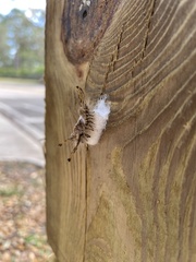 Dasychira meridionalis