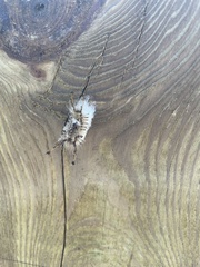 Dasychira meridionalis