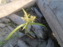 Cyperus odoratus