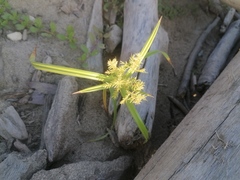 Cyperus odoratus