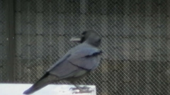 Corvus macrorhynchos