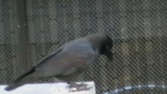 Corvus macrorhynchos