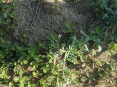 Heliotropium curassavicum