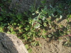 Heliotropium curassavicum