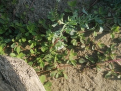 Heliotropium curassavicum