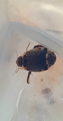 Thermonectus