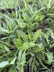 Salvia spathacea