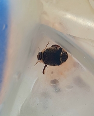 Thermonectus