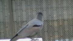 Corvus macrorhynchos