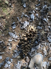 Pinus ayacahuite