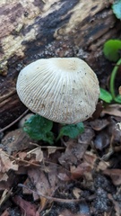 Coprinellus xanthothrix