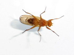 Dryomyza