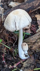 Coprinellus xanthothrix