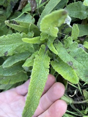Salvia spathacea