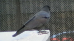 Corvus macrorhynchos