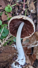 Coprinellus xanthothrix